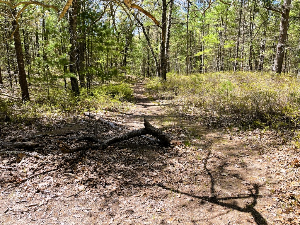 What Are Social Trails?